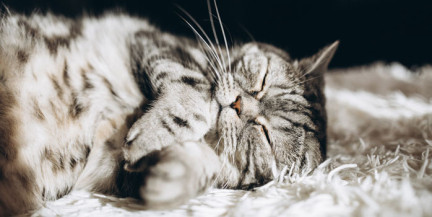 Россия заняла третье место в мире по количеству домашних кошек, уступив только Китаю 