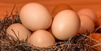 Прилавки в Европе заполонили низкосортными яйцами из Украины – Berliner Zeitung