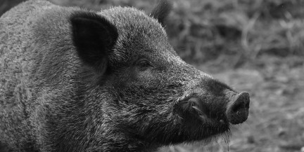 Около 3 тыс. «радиоактивных» кабанов подстрелили в ФРГ за год