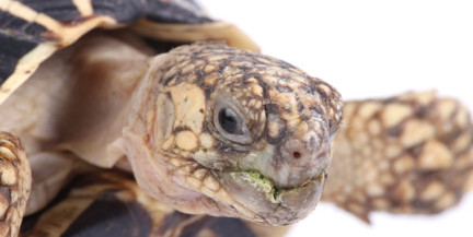 Туристка пыталась на себе вывезти из Таиланда 30 черепах