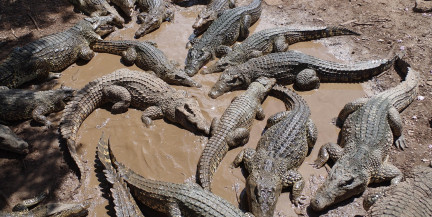 Крокодилы захватили улицы австралийского города
