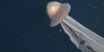 Гигантская медуза размером с автобус попала на видео у берегов Аргентины