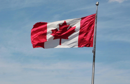 Кошку с шестью лапами спасли в Канаде