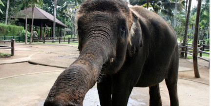 На Бали запретили катание туристов на слонах