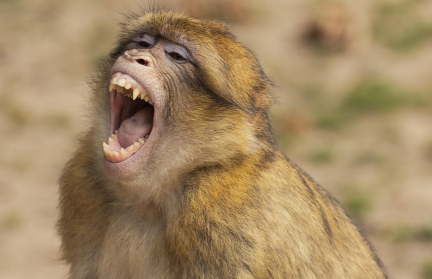 В Чехии заменили флаг Украины на баннер с обезьяной