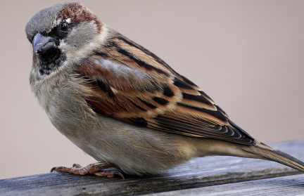 Иностранцы ловили воробьев на обед в российском селе