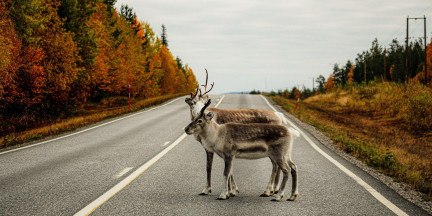 На каких дорогах в Беларуси чаще всего случаются аварии с дикими животными, рассказал специалист