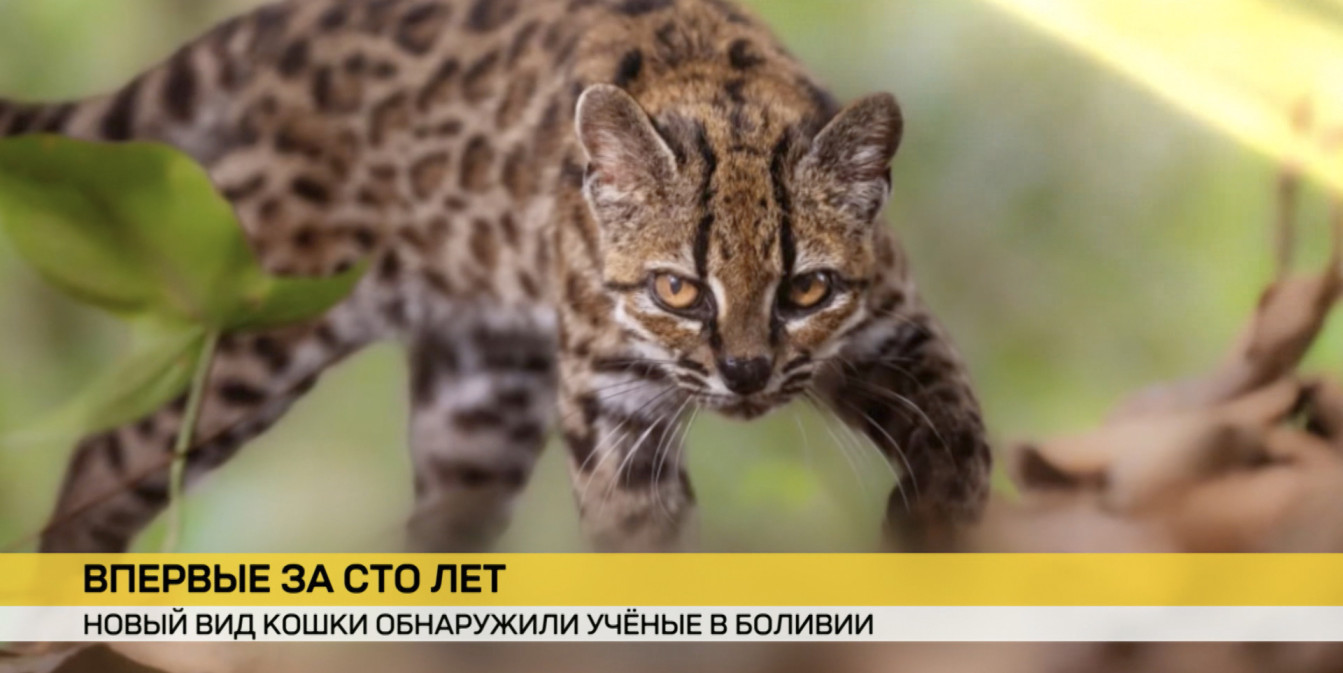 Новый вид кошки обнаружили ученые в Боливии
