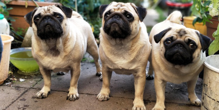 Ради мопсов женщина бросила обычную работу. Она спасла 3700 собак