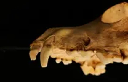 Необычные собаки из Рима могут изменить представления о древних питомцах