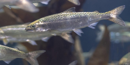 «Кокаиновые лососи» сходят с ума: ученые шокированы влиянием наркотиков в сточных водах на рыб