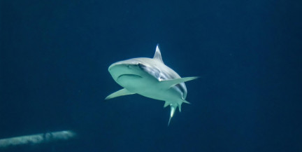 Наркотизированные акулы: ученые обнаружили кокаин и кофеин в организмах хищников на Багамах