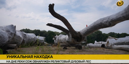 Уникальная находка. На дне реки Сож обнаружен реликтовый дубовый лес