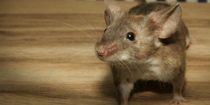 Мышь клонировали 1206 раз. Что из этого вышло?