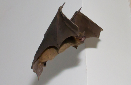 В Австралии у летучих мышей обнаружили  новый опасный вирус