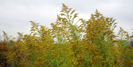 В Черную книгу внесли около 60 видов растений, угрожающих экосистеме Беларуси