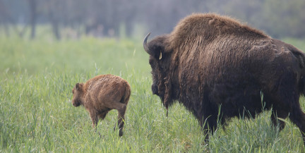 Белорусские ученые посвятят цикл монографий растительному миру Беловежской пущи
