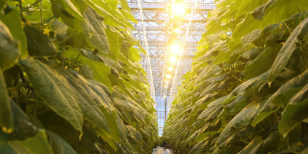 Увеличение антиоксидантов втрое: белорусские ученые разрабатывают новые светодиодные технологии для АПК