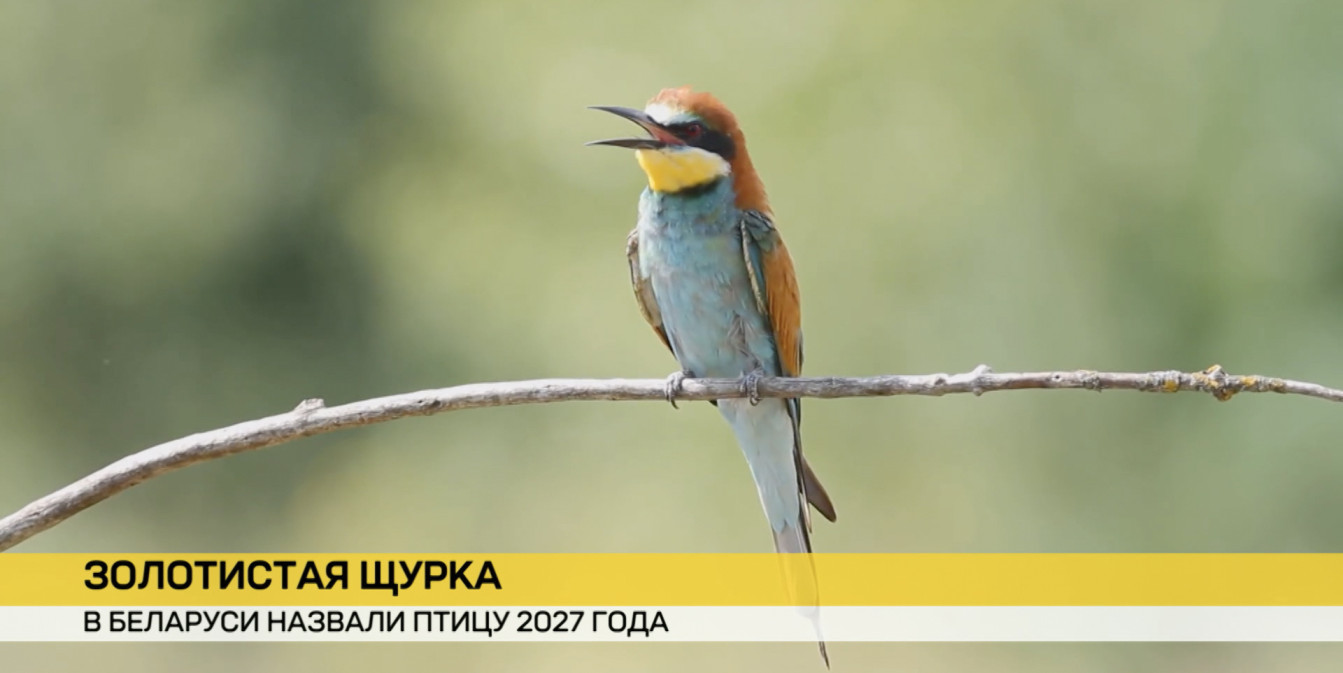 Птицей 2027 года в Беларуси названа золотистая щурка