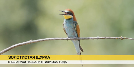 Птицей 2027 года в Беларуси названа золотистая щурка