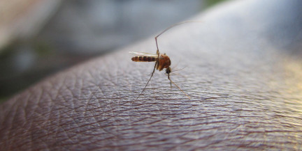 Студента отдали на съедение сотням голодных комаров