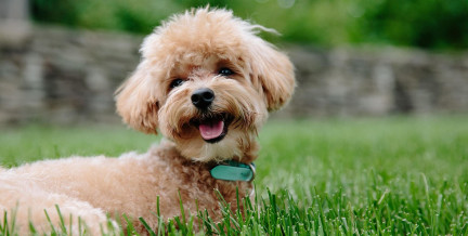 В Беларуси запустили новый сервис поиска пропавших питомцев