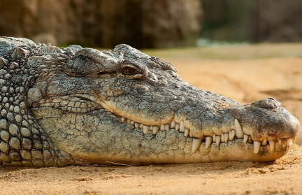 Турнир по гребле на Олимпиаде может пройти на реке с крокодилами