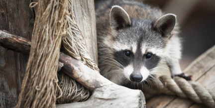 Енотиха Есения из США обрела семью в Барановичах: у нее появился муж