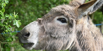 В Турции мужчина ограбил ювелирный магазин и скрылся на осле