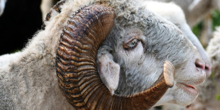 Баран сбил с ног телеведущего и заставил его выругаться в эфире