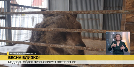 Федор предсказал потепление. В соцсетях обсуждают ранний выход из зимней спячки медведя в Могилевском зоосаде