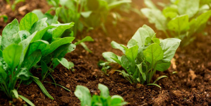 Какие овощи можно первыми посеять весной