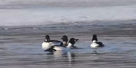 Орнитолог снял на видео танец самцов гоголя на Чижовском водохранилище