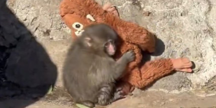 У одинокой обезьяны из японского зоопарка отберут любимую игрушку