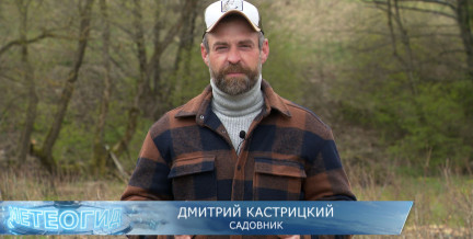 Садовник Кастрицкий раскрыл секреты посадки картошки под солому