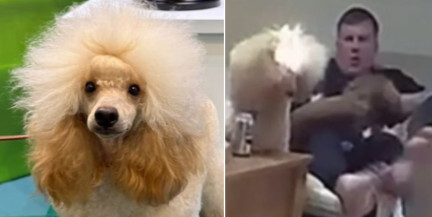 Пудель случайно поджег себя и попал на видео