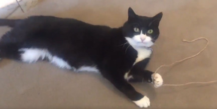 Умер легендарный кот‑дипломат британского МИД