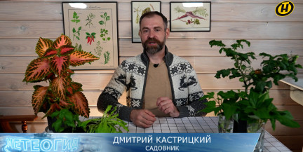 Когда и как посеять томаты в марте, рассказал садовник Кастрицкий