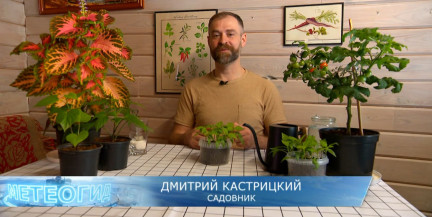 Когда и чем подкармливать рассаду, рассказал садовник Кастрицкий