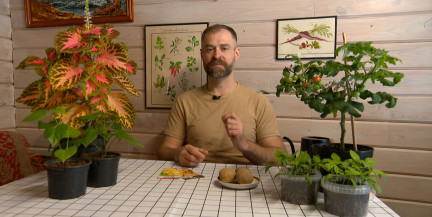 Как вырастить картофель из семян, рассказал садовник Кастрицкий