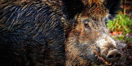 Польская пенсионерка врукопашную отбилась от напавшего на нее дикого кабана