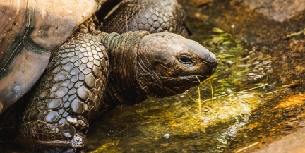 Ученые назвали возможного старейшего наземного животного планеты