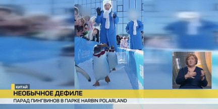 Парад пингвинов прошел в Китае