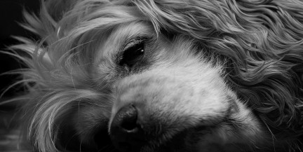 Назван способ распознать одиночество у домашнего питомца