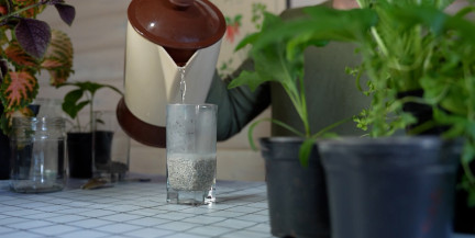 Когда и чем удобрять рассаду? Советы садовника Кастрицкого