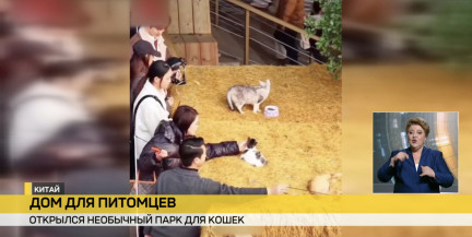 В Китае открылся необычный парк для кошек