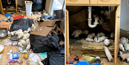 Сотни крыс захватили жилой дом и попали на видео