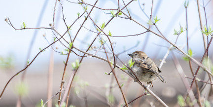 Весна вступает в свои права. Синоптики рассказали о погоде 12-14 марта