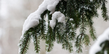 Морозы сменяются оттепелью. Прогноз погоды на 10-12 февраля