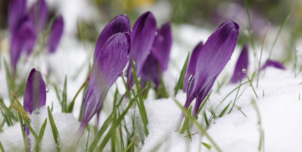 Весна берет верх. Прогноз погоды на 4-6 марта